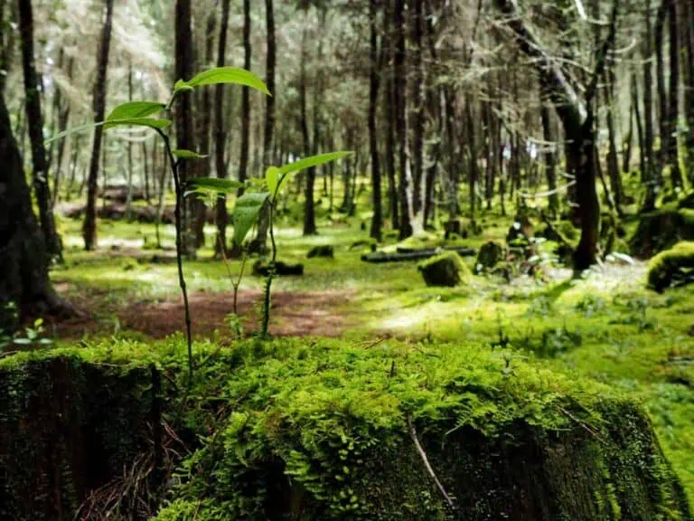 文件名：green-forest-natural-environment.jpg。