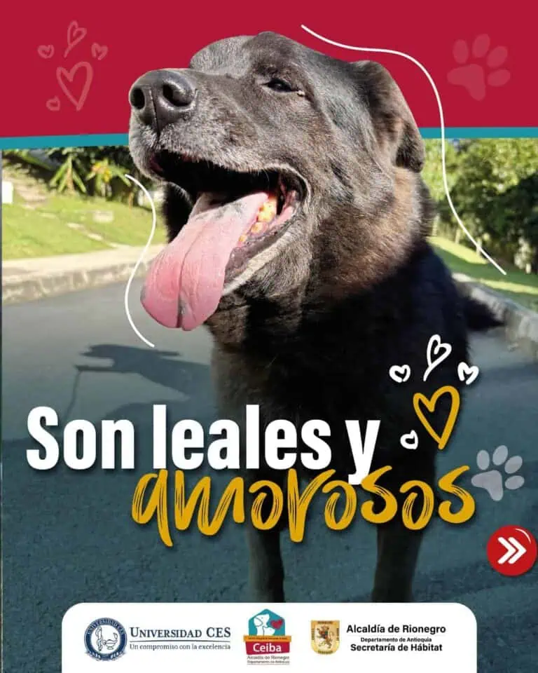 Dog with tongue out and park background, animal love illustration, happy pet, outdoor walk, animal welfare event, love for dogs campaign, happy pets, animal care, charity event image for dogs, love for animals, image of dogs and cats.