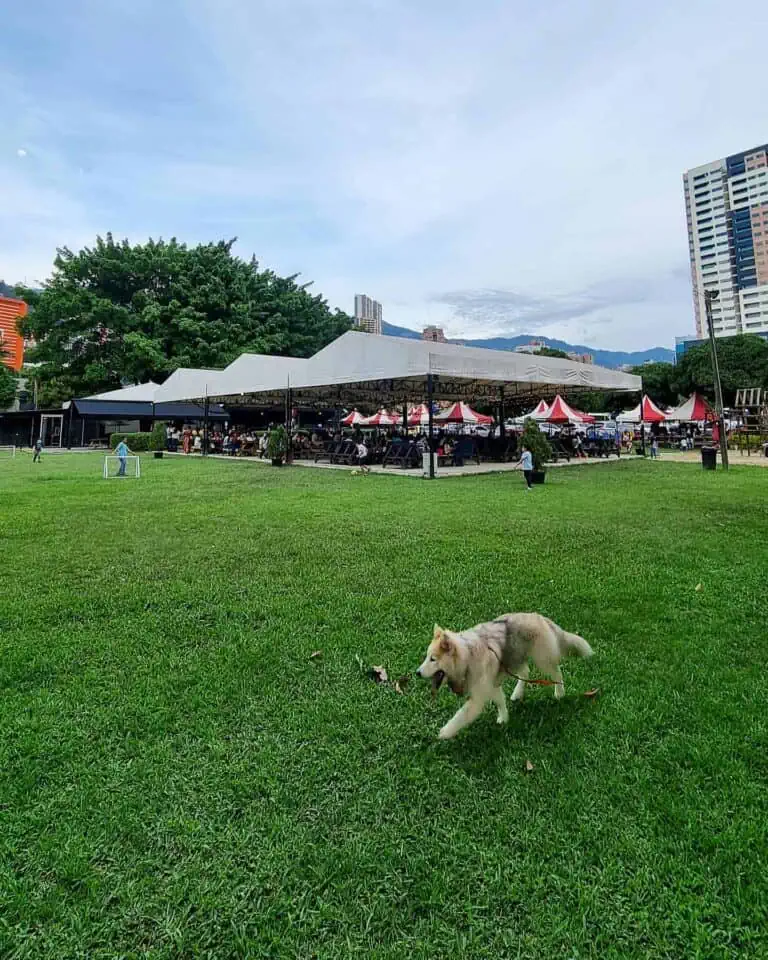 在现代城市的一场户外活动中，一只哈士奇幼犬在公园里玩得很开心，公园里有帐篷和人群。