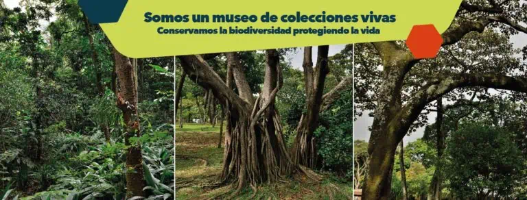 Forêt tropicale avec de grands arbres et une végétation dense en Colombie, un exemple de biodiversité et de conservation de l'environnement.