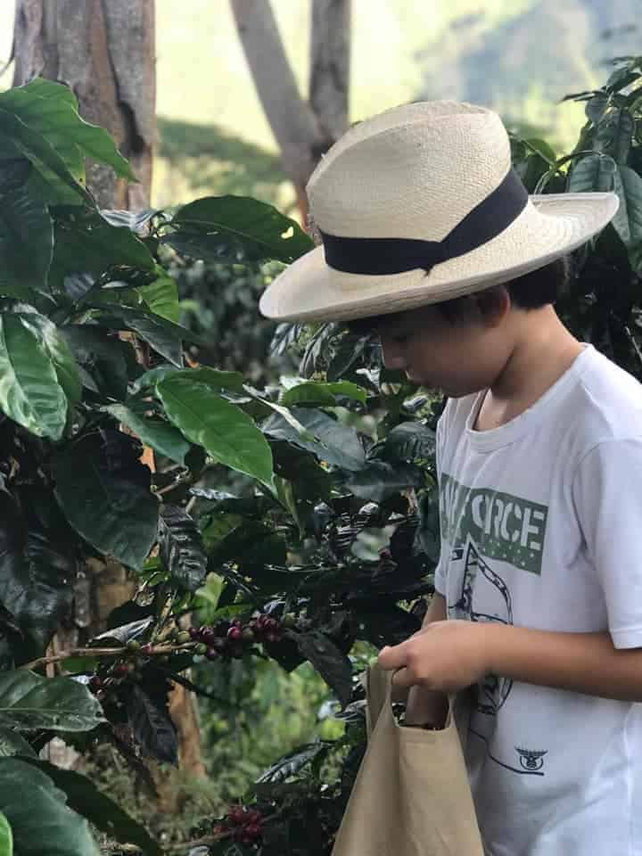 Café de especialidad en cultivo de café, joven recolectando granos en plantación cafetera, sostenibilidad y agricultura orgánica, estilo rural y natural, en un entorno agrícola colombiano.