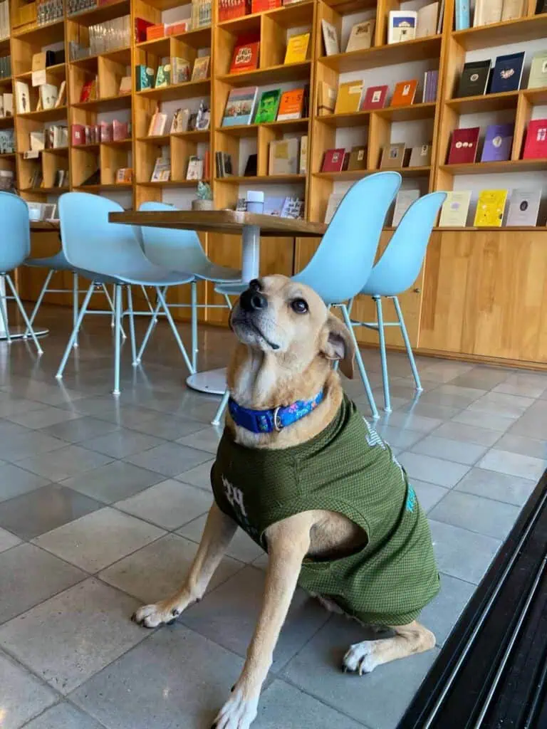 Un chien vêtu d'une veste est assis sur le sol en céramique d'un café ou d'une librairie. En arrière-plan, des étagères remplies de livres et de magazines colorés créent une atmosphère chaleureuse et moderne.