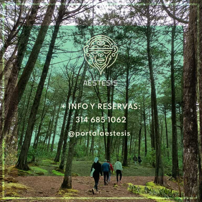 AESTESIS logos and contact information on a forest trail, promoting event organization and reservations in natural outdoor settings for events.
