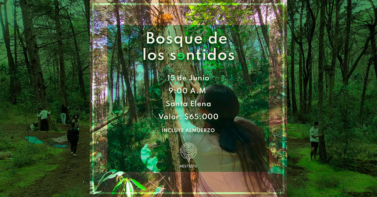 Sendero en bosque para evento "Bosque de los sentidos" en Santa Elena.