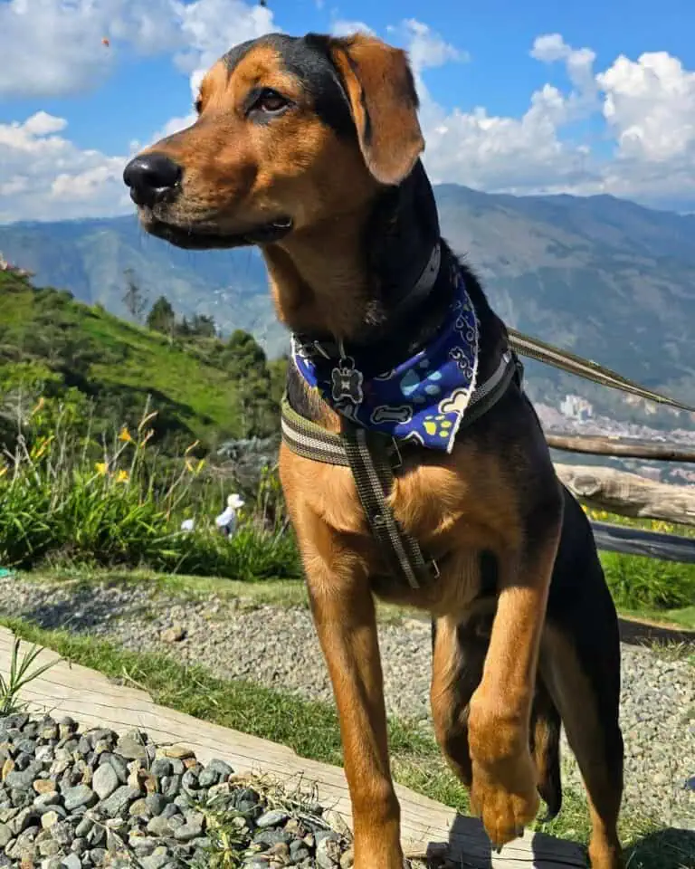 在哥伦比亚阳光明媚的一天，一只戴着蓝色头巾的德国牧羊犬在山间小径上享受着大自然和户外活动。