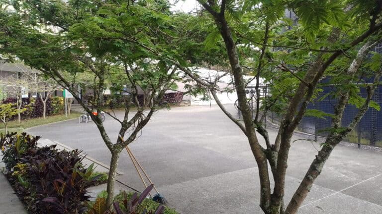 Arbustos y árboles en un espacio abierto de eventos al aire libre.