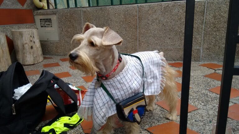 Perro galgo vestido con ropa de temporada en un evento al aire libre en Colombia, junto a bolsas y objetos personales, en un ambiente urbano y decorativo.