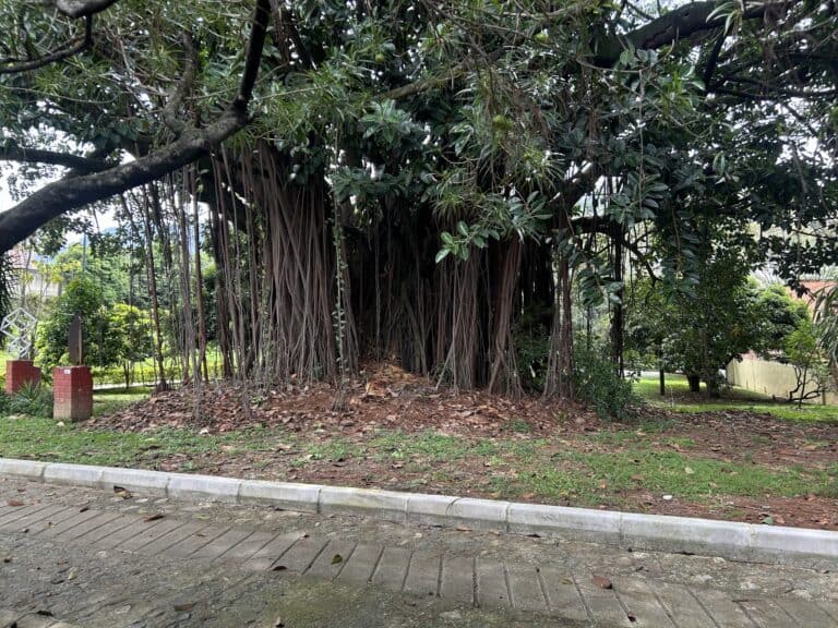 Árbol grande con raíces aéreas en un parque, rodeado de vegetación y áreas verdes, ideal para eventos culturales y ambientales en espacios naturales en Colombia.