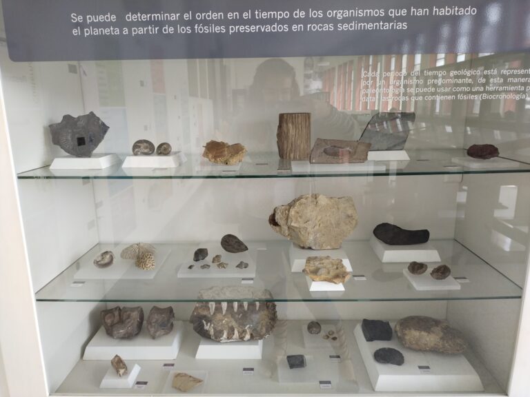 Fósiles en exhibición en una vitrina de museo, mostrando la historia de los organismos que habitaron la Tierra y ayudando a entender la evolución geológica y paleontológica.