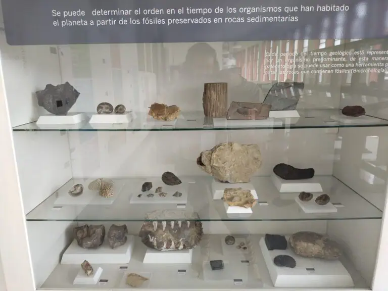 博物馆展柜中陈列的化石，展现了地球上生物的历史，有助于了解地质和古生物学的演化。