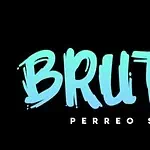 Un chien au style graphique brutal avec un éclair, un logo de marque avec une typographie moderne et frappante, idéal pour les événements et les marques liés aux chiens et aux animaux de compagnie en Colombie, avec un design vibrant et audacieux.