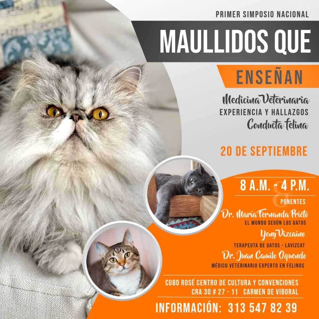 Maullidos que enseñan medicina veterinaria y conducta felina en evento sobre salud y comportamiento de gatos en Bogotá, con expertos en veterinaria felina, en CUBO ROSÉ centro cultural.