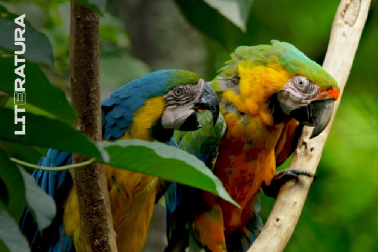 Versos biodiversos: cuenteria