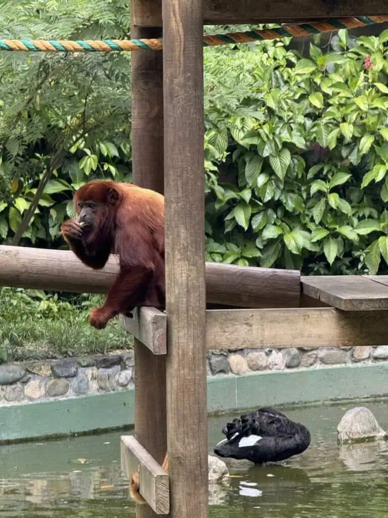 树木、猴子和鸭子生活在植被茂盛、木质结构的自然栖息地中，是动物园或自然保护区进行动物观察的理想场所。