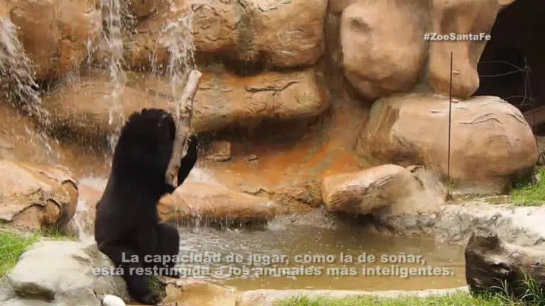 Un bébé gorille joue avec un bâton près d'une cascade au zoo.