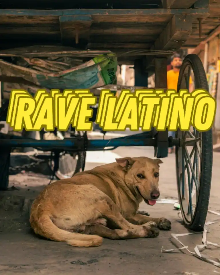 Rave Latino Neighborhood Party 3