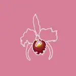 Flor de orquídea en estilo de línea digital con fondo rosa, resaltando la belleza natural y elegancia de esta flor exótica, ideal para eventos y decoraciones sofisticadas.