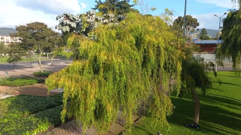 Biblioteca Julio Mario Santo Domingo 2