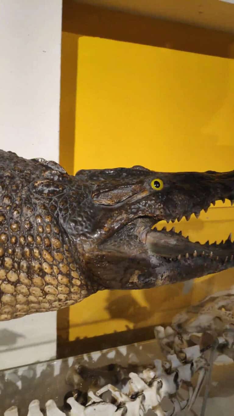 Museo De Historia Natural 2