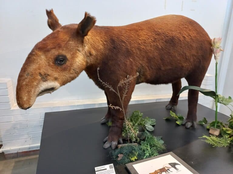 Museo De Historia Natural 3