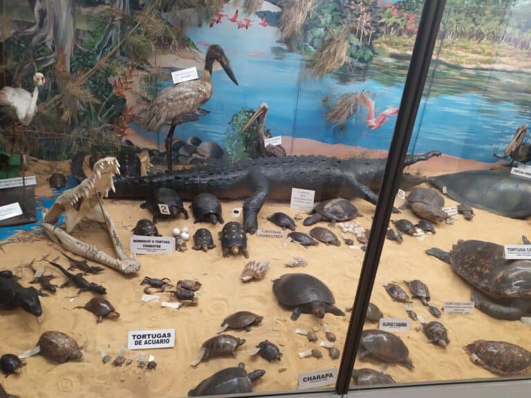 Museo De La Salle Bogota 3