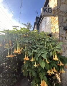 Owner Kb 8211 Espacio Para La Cultura 1