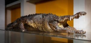 Owner Museo De Historia Natural 1