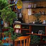 Owner Pacifico Bonsai 1