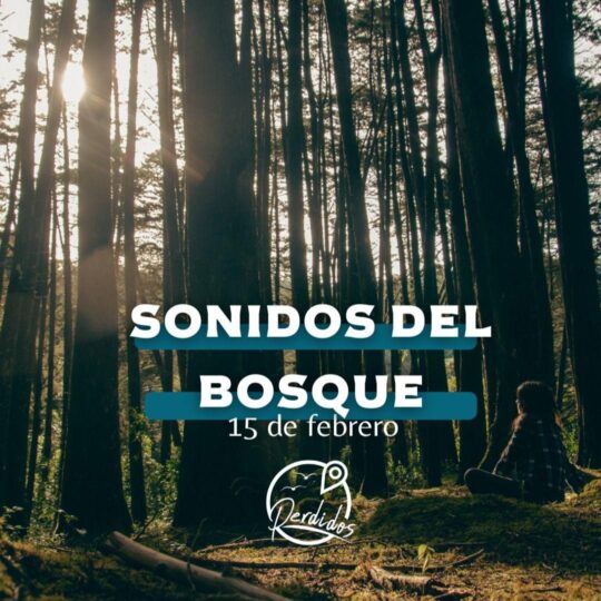 Odin Musical  Sonidos Del Bosque