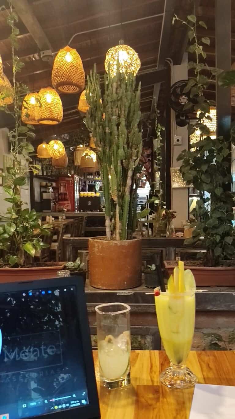 Cactus grande en maceta en un ambiente acogedor de la AREPERIA CASA ARTE, rodeado de plantas y decoración cálida, creando un espacio natural y artístico.