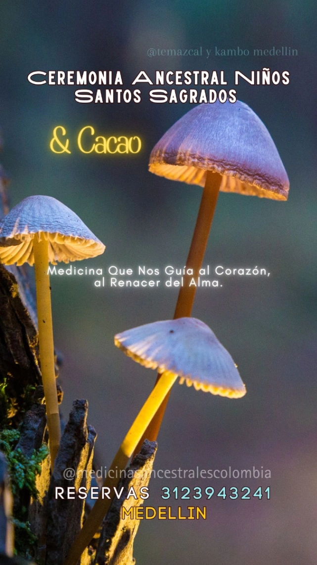 Casa Medicinas Ancestrales Colombia 4