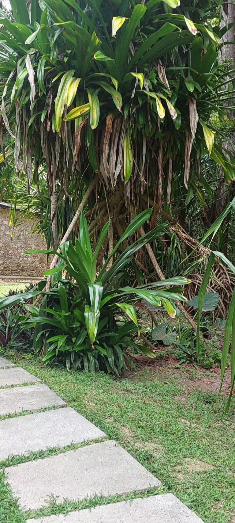 Jardin Botanico De Cartagena 8220guillermo Pineres 2