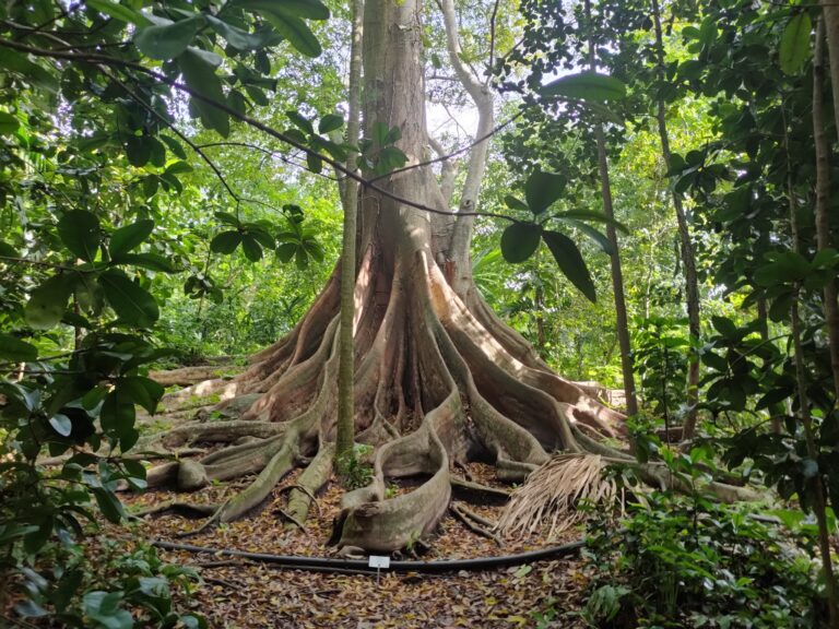 Jardin Botanico De Cartagena 8220guillermo Pineres 3