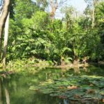 Owner Jardin Botanico De Cartagena 8220guillermo Pineres 1