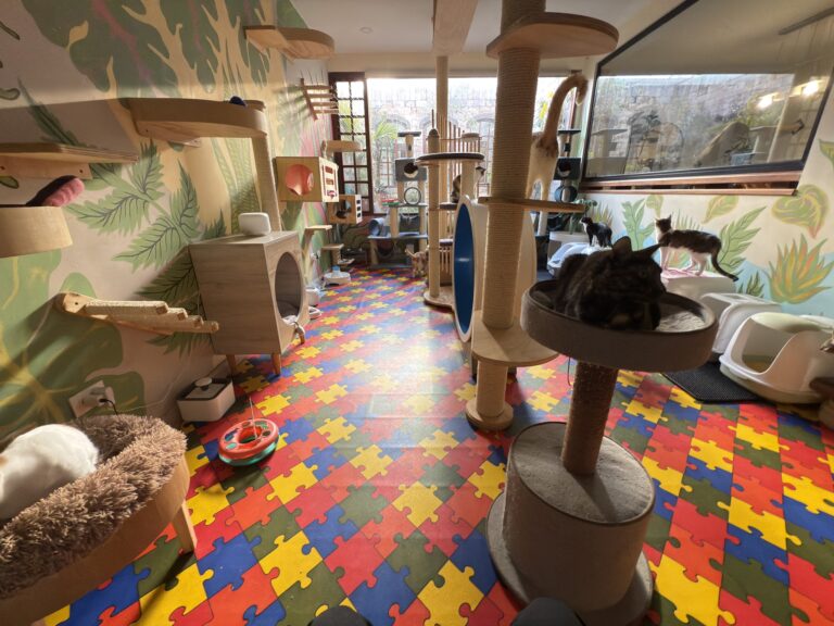 Catmania Amp Casa Cultural Del Gato 1