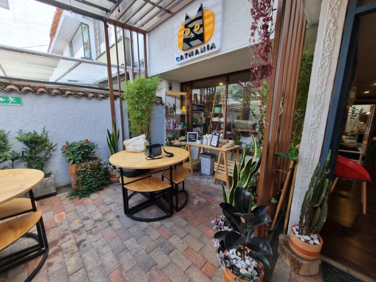 Catmania Amp Casa Cultural Del Gato 3