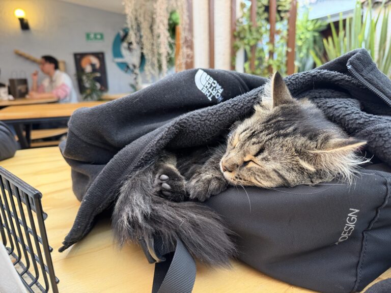 Catmania Amp Casa Cultural Del Gato 4