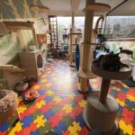 Owner Catmania Amp Casa Cultural Del Gato 1