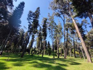 Parco metropolitano della foresta di San Carlos. - Immagine 01