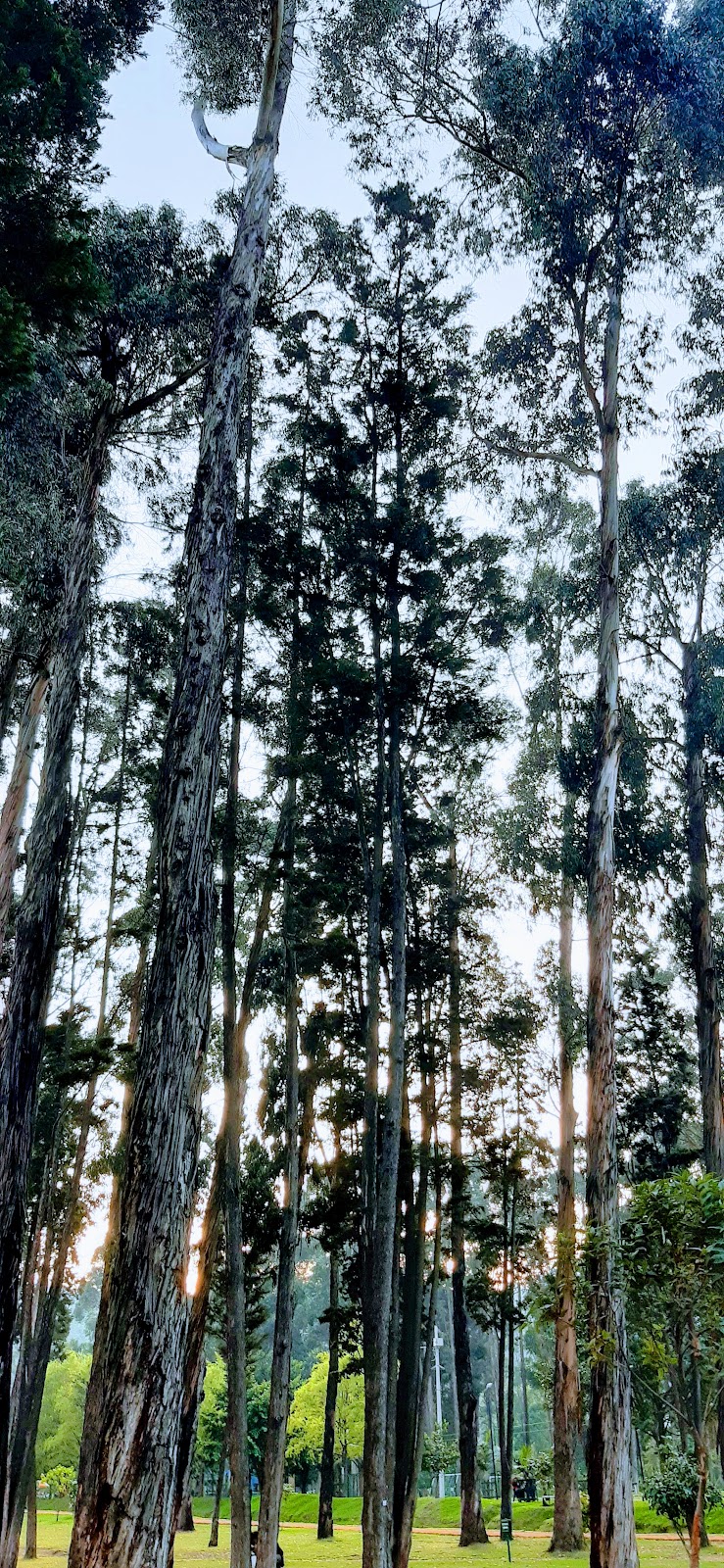 Parco metropolitano della foresta di San Carlos. - Immagine 04